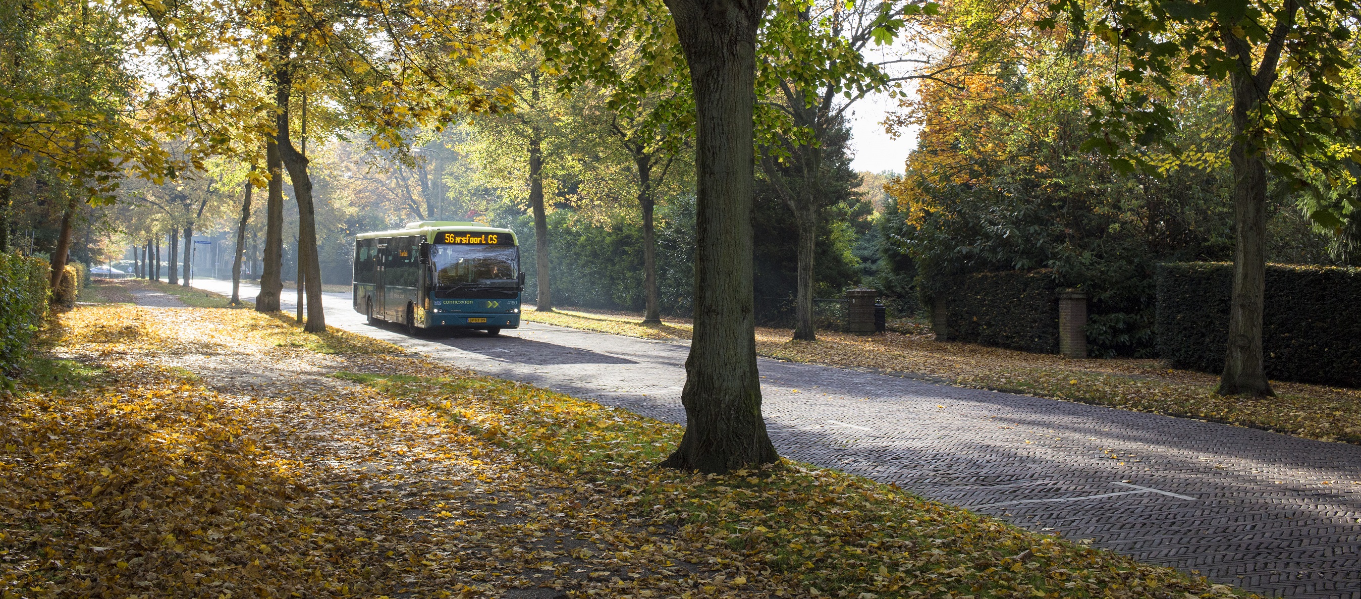 Bus en bos